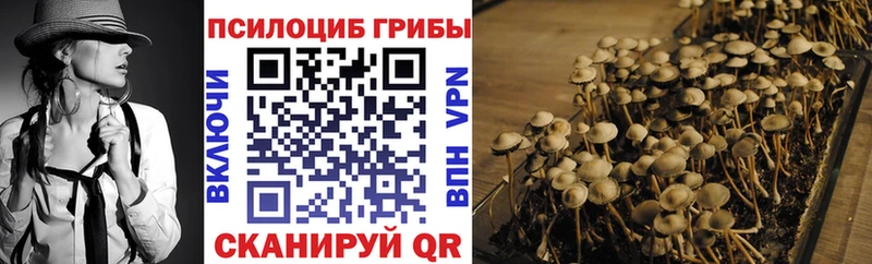 Купить  Калачинск  Псилоцибиновые грибы Cubensis 